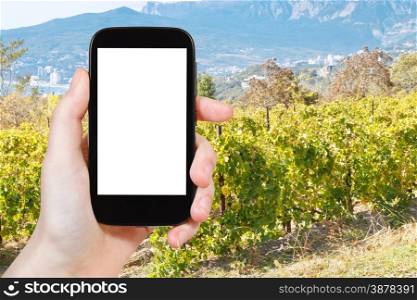 travel concept - tourist photograph vineyard in Massandra region of south coast of Crimea in autumn on tablet pc with cut out screen with blank place for advertising logo