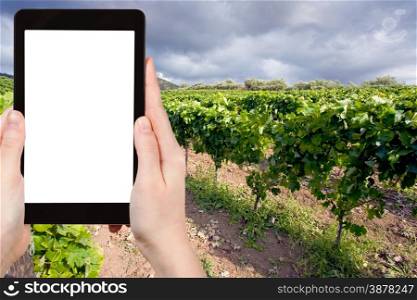 travel concept - tourist photograph vineyard on slope in Etna region, Sicily on tablet pc with cut out screen with blank place for advertising logo travel concept - tourist photograph vineyard on slope in Etna region, Sicily on tablet pc with cut out screen with blank place for advertising logo