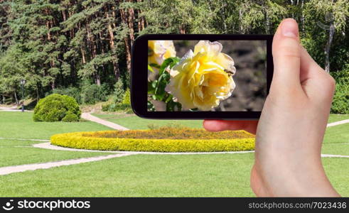 travel concept - tourist photographs of rose flowers in Kislovodsk National Park in Kislovodsk resort town in Caucasian Mineral Waters region of Russia on smartphone