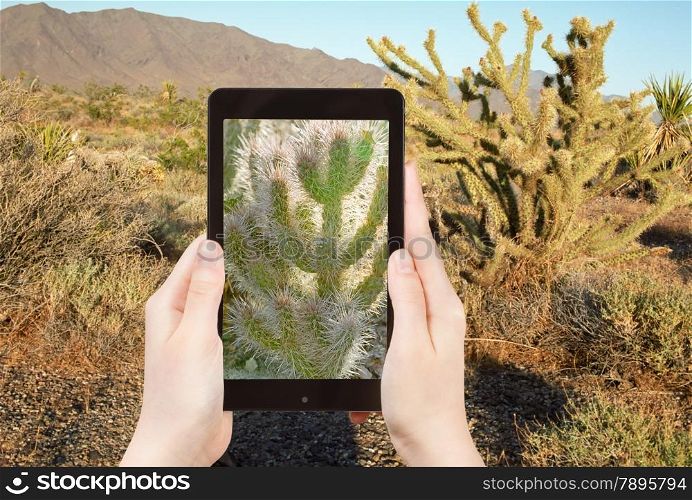 travel concept - tourist shooting photo of cactus in Mohave Desert on mobile gadget, USA
