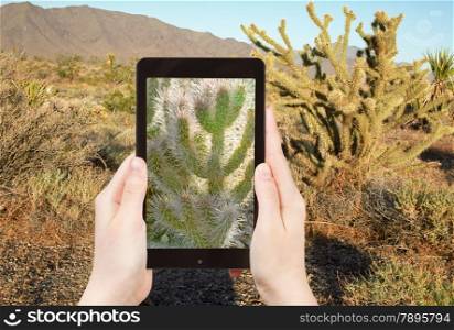 travel concept - tourist shooting photo of cactus in Mohave Desert on mobile gadget, USA