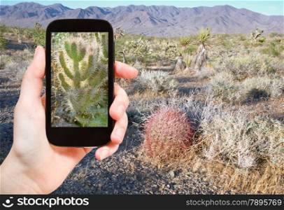 travel concept - tourist shooting photo of cactus in Mojave Desert on mobile gadget, USA