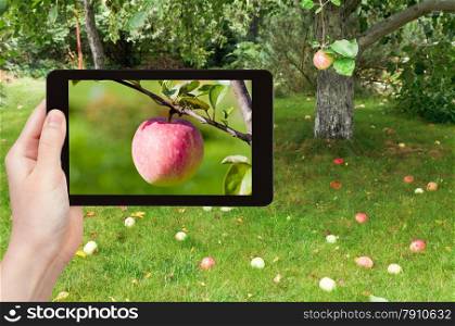 travel concept - tourist takes picture of ripe pink apple close up in fruit orchard on smartphone,