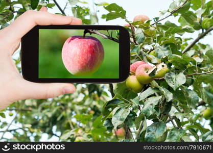 travel concept - tourist takes picture of ripe pink apple in fruit orchard in summer on smartphone,