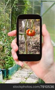 travel concept - tourist takes picture of ripe tomato plant inside of greenhouse on smartphone,