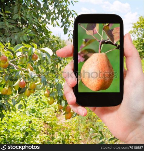 travel concept - tourist takes picture of ripe yellow and red pear on branch in fruit orchard on smartphone,