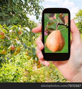 travel concept - tourist takes picture of ripe yellow and red pear on branch in fruit orchard on smartphone,
