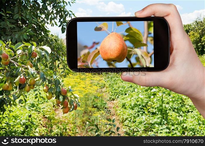 travel concept - tourist takes picture of ripe yellow and red pear on tree in fruit orchard on smartphone,