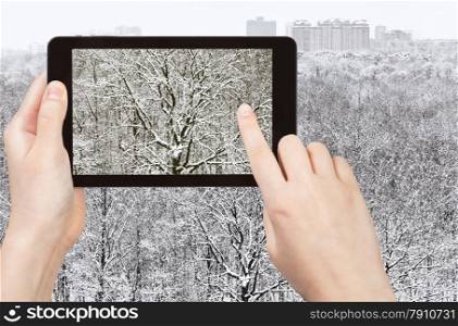 travel concept - tourist takes picture of snow-bound oak in forest after winter snowfall on smartphone,
