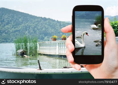 travel concept - tourist takes picture of swans in Schliersee lake in Bavaria on smartphone, Germany