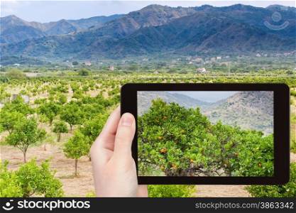 travel concept - tourist takes picture of tangerine trees in mountain garden in Sicily on tablet pc
