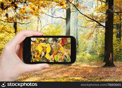 travel concept - tourist taking photo of autumn forest on mobile gadget