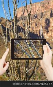 travel concept - tourist taking photo of cactus in Grand Canyon mountains on mobile gadget, Nevada, USA