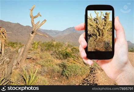 travel concept - tourist taking photo of cactus in Mojave Desert on mobile gadget, USA