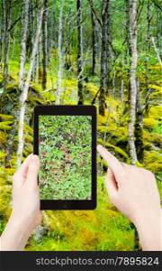 travel concept - tourist taking photo of Cranberry ?? wild forest in mountain of Norway on mobile gadget