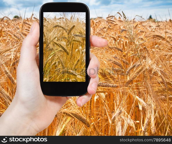 travel concept - tourist taking photo of golden wheat field on mobile gadget in France