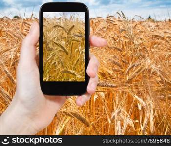 travel concept - tourist taking photo of golden wheat field on mobile gadget in France