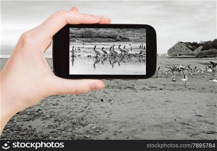 travel concept - tourist taking photo of Pelicans on Malibu beach on mobile gadget, California