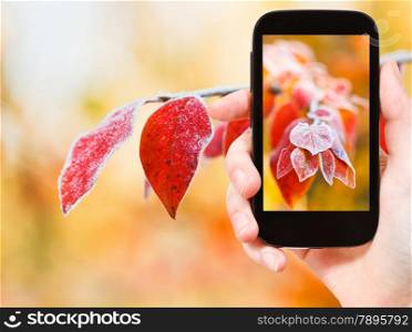 travel concept - tourist taking photo of red frozen leaves in autumn forest on mobile gadget
