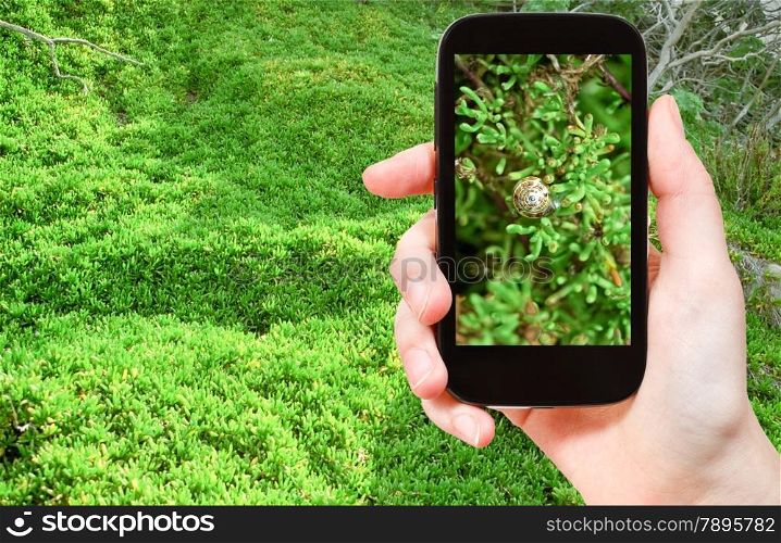 travel concept - tourist taking photo of snail on green algae on beach at low tide on mobile gadget, Malta
