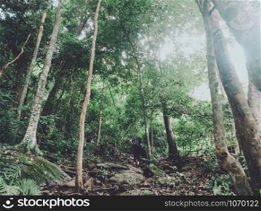 Travel hiking and ecotourism concept from asian group traveler with backpack exploring the beautiful tropical rainforest and enjoying see nature view with sunlight through trees.