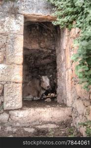 Travel in Israel - farm cow inside ruins building7