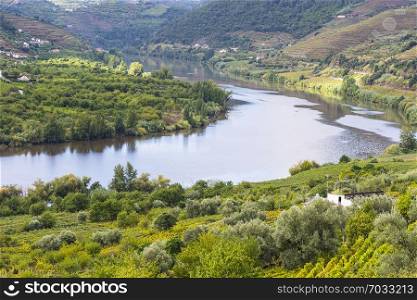 Travel in River Douro region in Portugal among vineyards and olive groves. Viticulture in the Portuguese villages