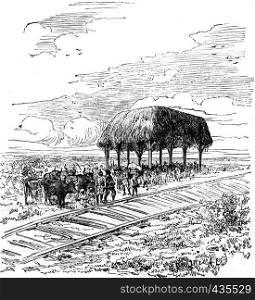 Travel M. de Lesseps. First station of the railway between Savanilla and Barranquilla (Colombia), vintage engraved illustration. Journal des Voyages, Travel Journal, (1879-80).