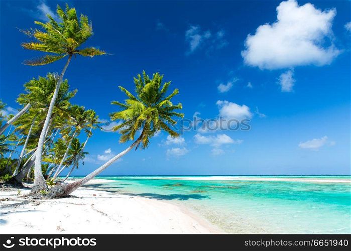 travel, seascape and nature concept - tropical beach with palm trees in french polynesia. tropical beach with palm trees in french polynesia