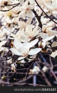 travel to China - blossoming magnolia tree in Imperial Ancestral Hall public park in Beijing Imperial city in spring season