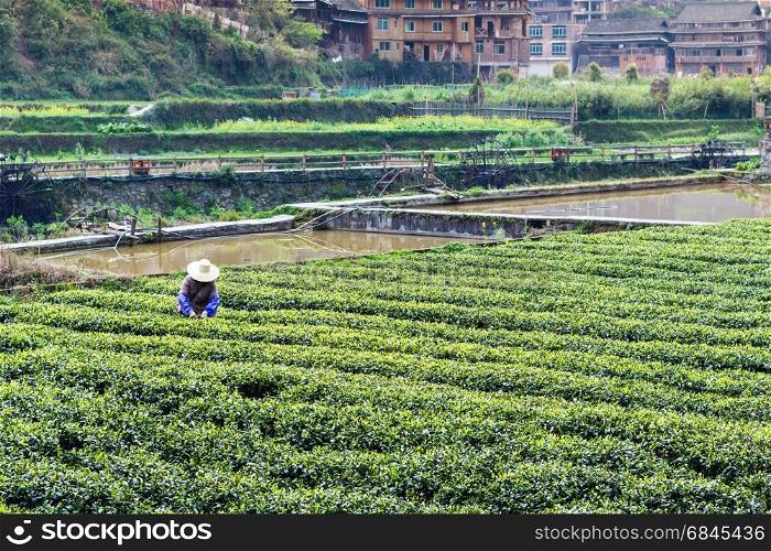 travel to China - peasant on tea field near irrigation canal in Chengyang village of Sanjiang Dong Autonomous County in spring season