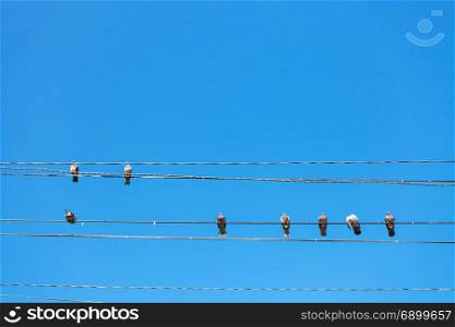 travel to Crimea - several pigeons sit on electric wires on Lenin Street Embankment on coast of Black Sea in Alushta city with blue sky on background