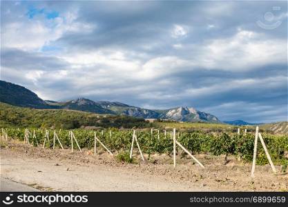 travel to Crimea - view of vineyard of winery farm Alushta of Massandra plant near country road on Crimean Southern Coast in september
