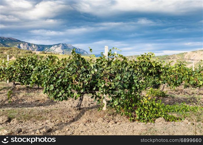 travel to Crimea - view of vineyard of winery farm Alushta of Massandra plant in mountain valley on Crimean Southern Coast in september