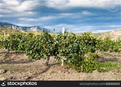 travel to Crimea - view of vineyard of winery farm Alushta of Massandra plant in mountain valley on Crimean Southern Coast in september