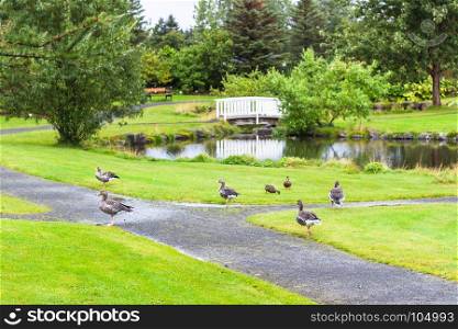 travel to Iceland - ducks in urban public family park in laugardalur valley of Reykjavik city in september