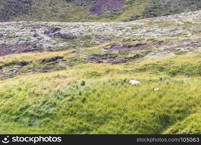 travel to Iceland - green slope with icelandic sheeps in Hveragerdi Hot Spring River Trail area in september