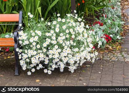 travel to Iceland - oxeye daisy flowers on flowerbed in public family park in laugardalur valley of Reykjavik city in september