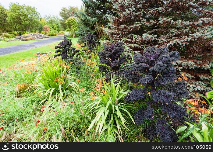 travel to Iceland - plants in urban public family park in Laugardalur valley of Reykjavik city in september