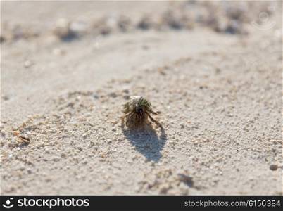 travel, tourism, vacation and summer holidays concept - crab splashing in sea water on beach sand