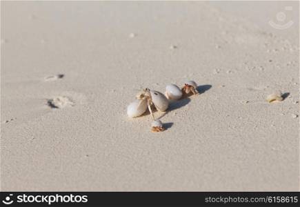 travel, tourism, vacation and summer holidays concept - crabs hatching from shells on beach sand