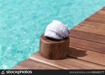 travel, tourism, vacation and summer holidays concept - seashell on wooden pier in sea water in french polynesia. seashell on wooden pier in sea water