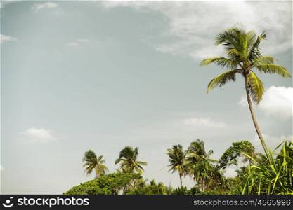 travel, tourism, vacation, nature and summer holidays concept - palm trees and blue sky
