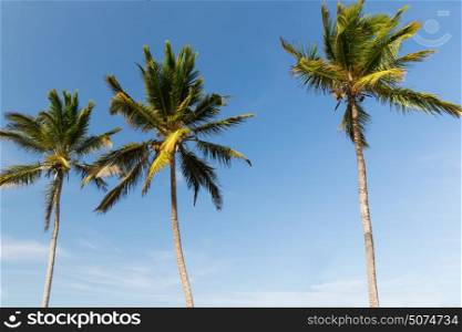 travel, tourism, vacation, nature and summer holidays concept - palm trees and blue sky. palm trees and blue sky