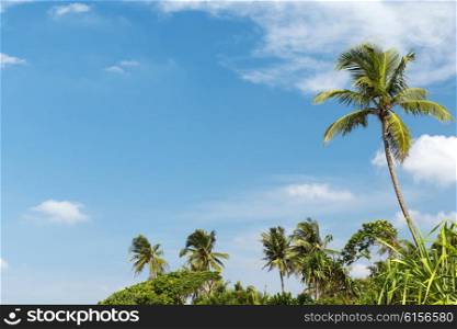 travel, tourism, vacation, nature and summer holidays concept - palm trees and blue sky