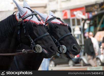 Traveling around downtown Vienna, Austria by horse buggys is one of the easiest and most relaxing ways to see the sights.