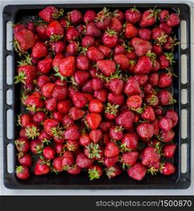 Tray with full strawberries, on white background. A tray full Strawberries