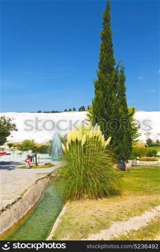 tree abstract in pamukkale turkey asia the old calcium bath and travertine water