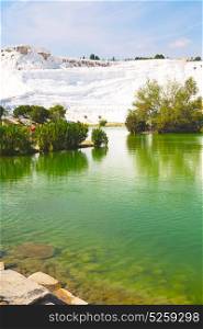 tree abstract in pamukkale turkey asia the old calcium bath and travertine water