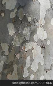 Tree&acute;s bark can be used for background